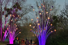 Parc floral de Paris & illuminations, janvier 2023