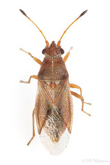 Heteroptera: Cymidae