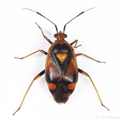 Heteroptera: Miridae