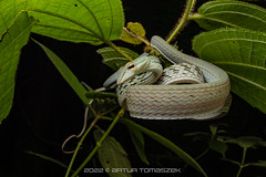 Reptiles Thailand