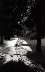 Black/white photographic film