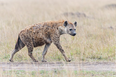 Hyänen / Hyenas
