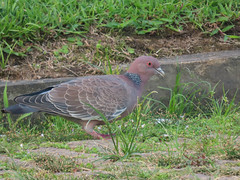 Asa-branca/Picazuro Pigeon