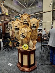 Dallas Safari Convention