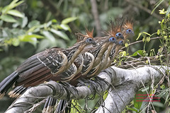 Bird Families: Hoatzin (Opisthocomidae)