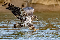 Grand Lake Bald Eagles