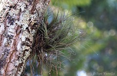 tillandsia tenuifolia var. saxicola no habitat