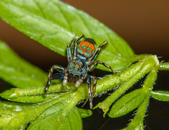 Jolly Jade Jumping Spider