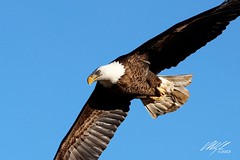The Bald Eagles of Jordan Lake