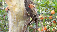 Pica-pau-louro - Pale-crested Woodpecker
