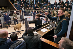 Borderway Mart, Carlisle: show & sale of Bluefaced Leicester ewes, 16/01/23
