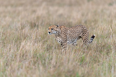 Geparden / Cheetahs