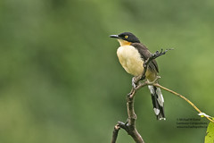 Bird Families: Donacobius (Donacobiidae)