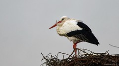 Störche, Reiher und Kraniche Storks, herons and cranes