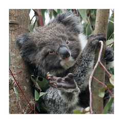Southern Koalas, Longleat Safari Park 2022