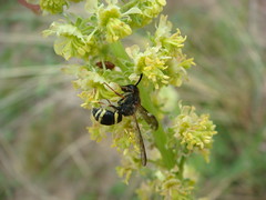 Hymenoptera - Wasp - Solitary