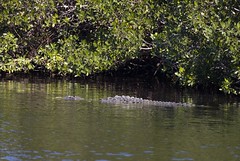 1-2-2023  American Crocodile (Crocodylus acutus)- Large 13-15 Foot Adult