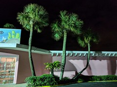 Daytona Beach Palms