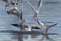 Gulls (Laridae)