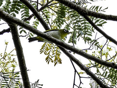 Birds of Ambon