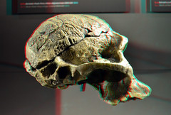 skulls (Schedels) Human  Naturalis Biodiversity Center Leiden 3D