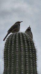 Arizona bird trip Day 1