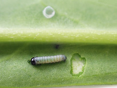 MONARCH CATERPILLAR AND BUTTERFLY VIDEOS