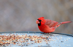 Cardinals (1)