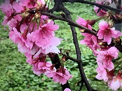 Sakura 櫻花