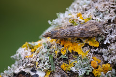 Rush Veneer - Nomophila noctuella