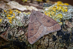 Early Moth - Theria primaria