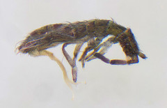 Collembola - springtails