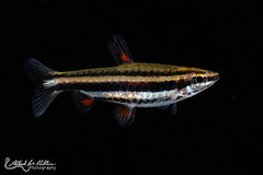 Lebiasinidae (Pencilfish)