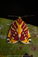 Moths Borneo