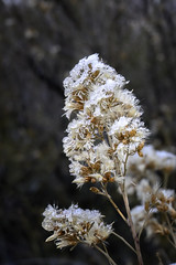 Winter Ice Flowers