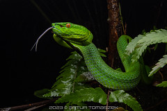 Reptiles Borneo