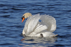 Swans (Anatidae)