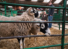 Prize Show and Sale of Crowned Inlamb Ewes, Shearlings and Gimmer Hoggs, Kirkby Stephem Mart, 09-02-2023