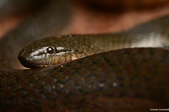 Water Snakes (Homalopsidae)