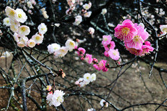 Early Plum Blossoms