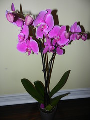 Orchid, Feb.'23