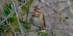 redwing / Grive Mauvis