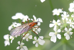 Diptera: Empididae