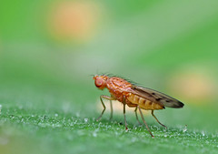 Diptera: Opomyzyidae