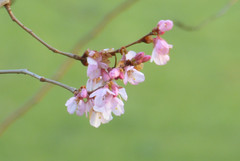 Kirschblüte im Schlossgarten 2023