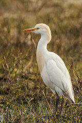 Garça-boieira | Cattle Egret (Bubulcus ibis)