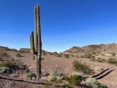Saguaro Cacti in California!!!