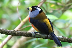 2023 oiseaux de la Colombie- Birds of Colombia