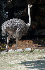 Memphis Zoo 08-29-2013 - Ostrich 2