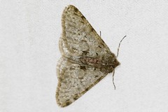 Phalène velue, Phigalie velue, Phalène de l'aulne (Phigalia pilosaria)